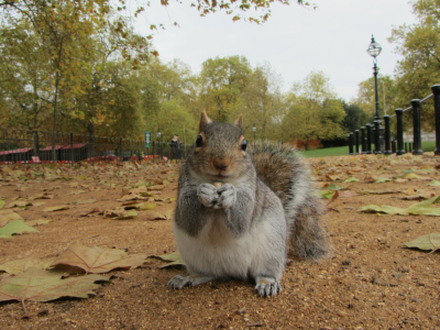 Squirrel GP